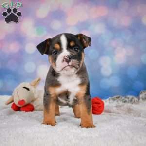 Mia, Miniature Bulldog Puppy